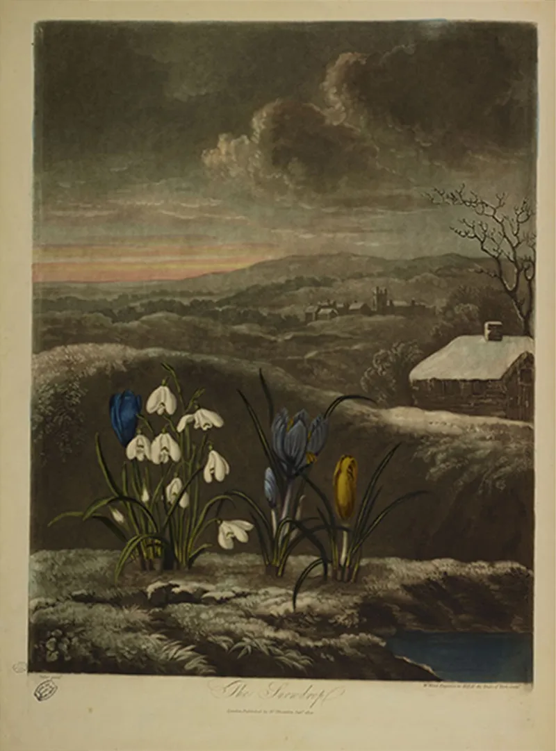 William Ward - The Snowdrop