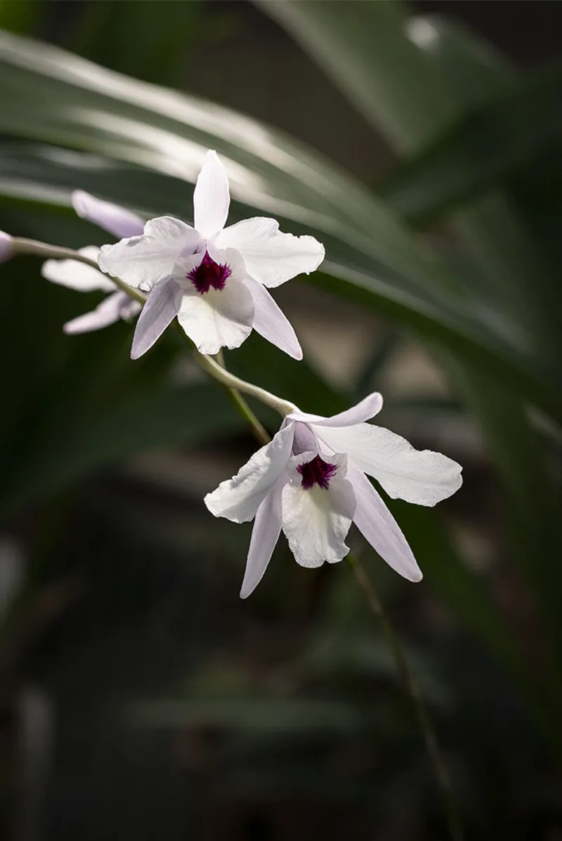 Orchidée bambou
