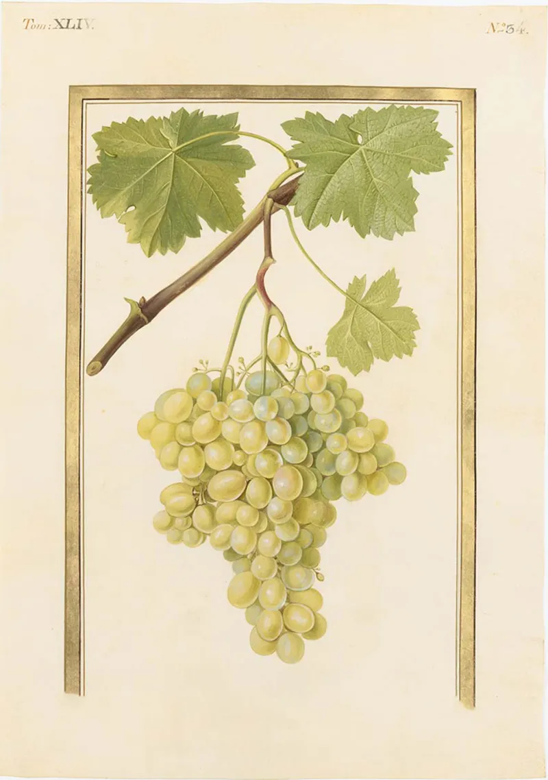 Anonyme, Vitis vinifera