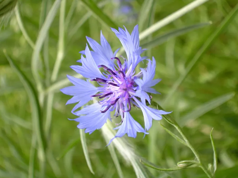 Bleuet des champs