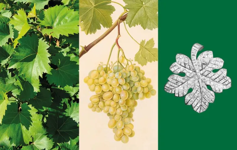 Calendrier floral - Septembre : vigne