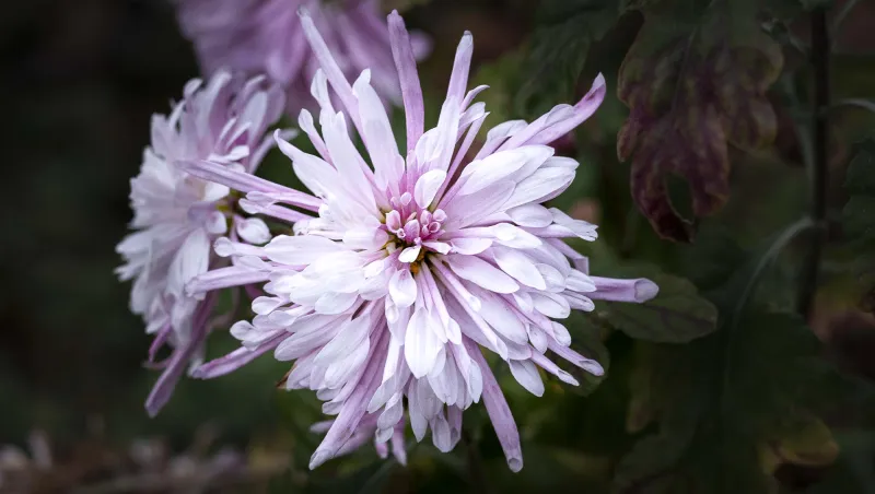 Chrysanthème des fleuristes