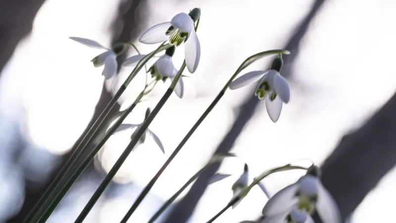 Perce-neige commun