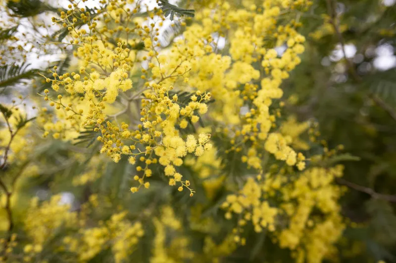 Mimosa d’hiver (Acacia dealbata)