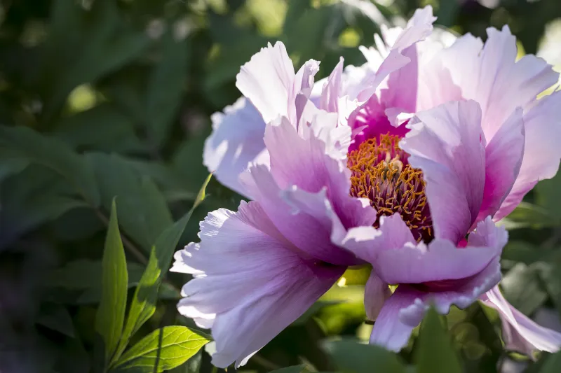 Pivoine arbustive hybride