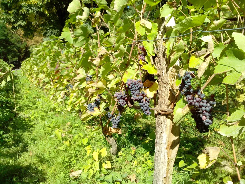 Vignes du Jardin écologique