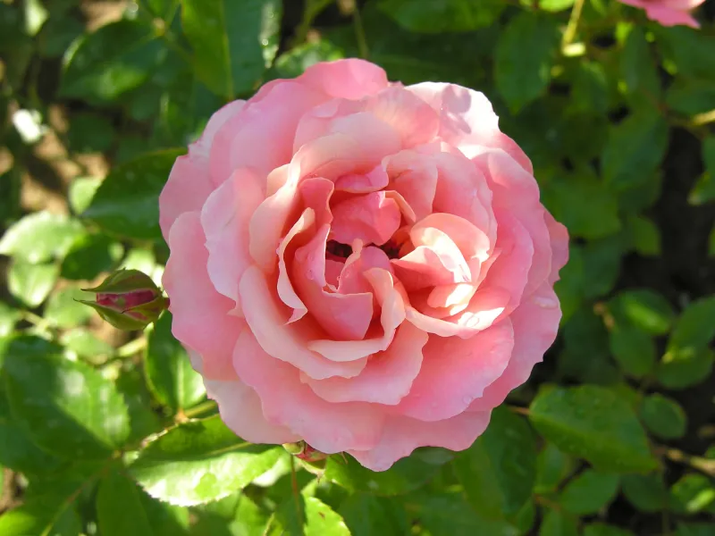 Rosier Marie Curie