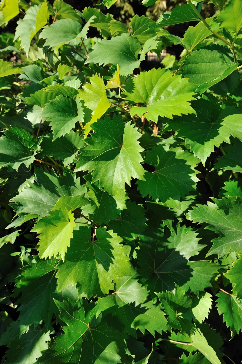Vigne (Vitis vinifera)